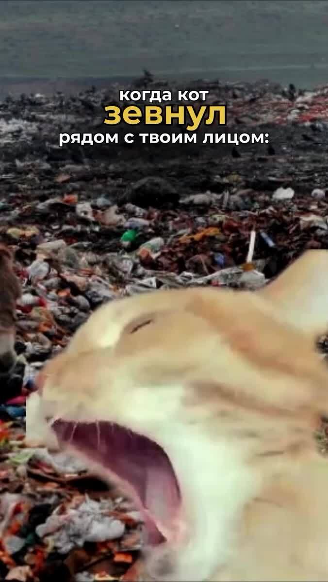 Когда кот зевнул рядом )