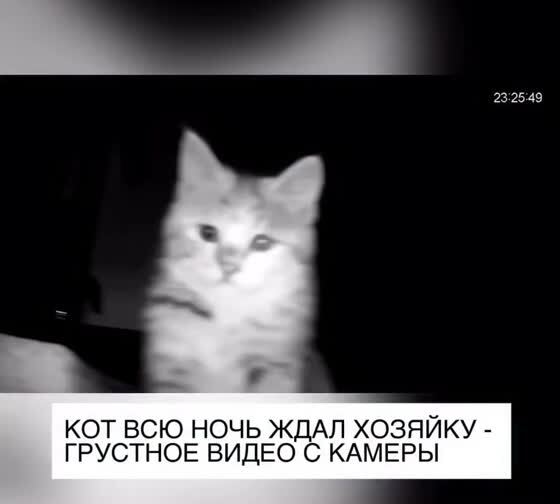 Кот ждал хозяйку всю ночь