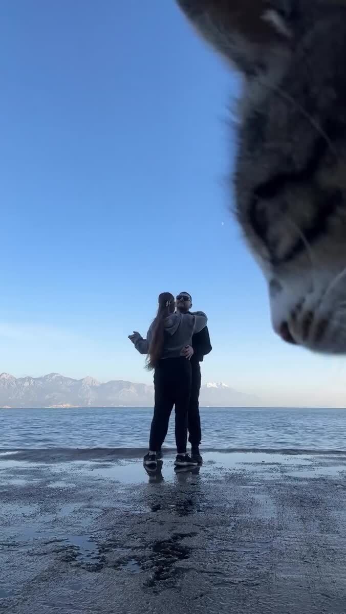 Кот делает видео лучше 