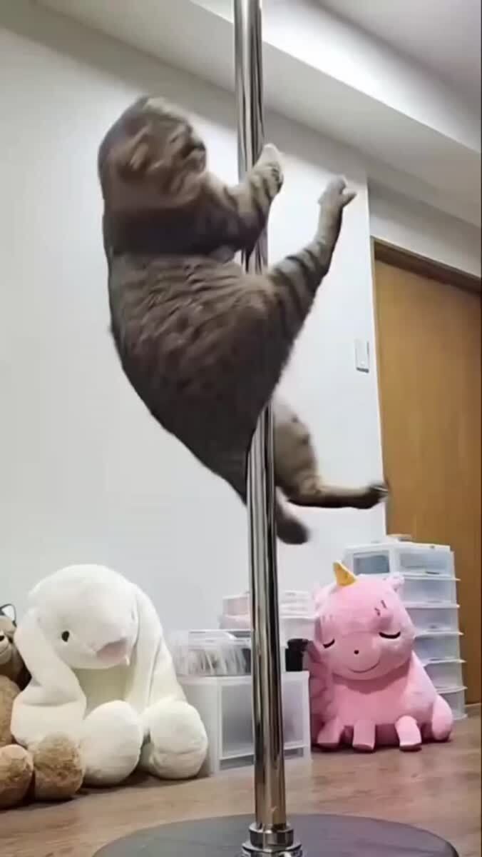Веселые коты подборка