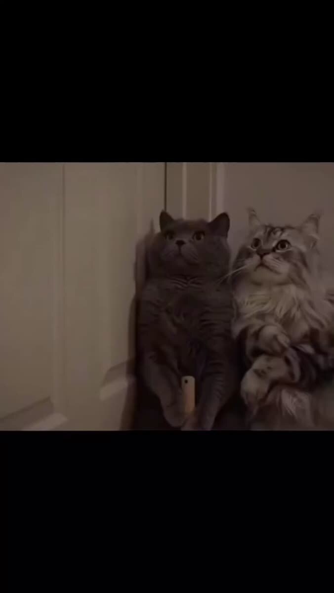 Лучший мем с котами который сделал ИИ )