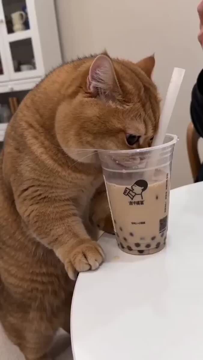 У кота шок, когда он получает пузырь 😹