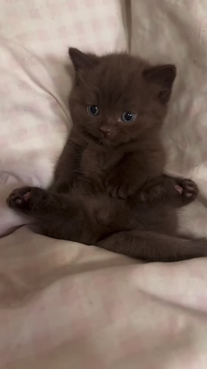 Котик мило мяукает