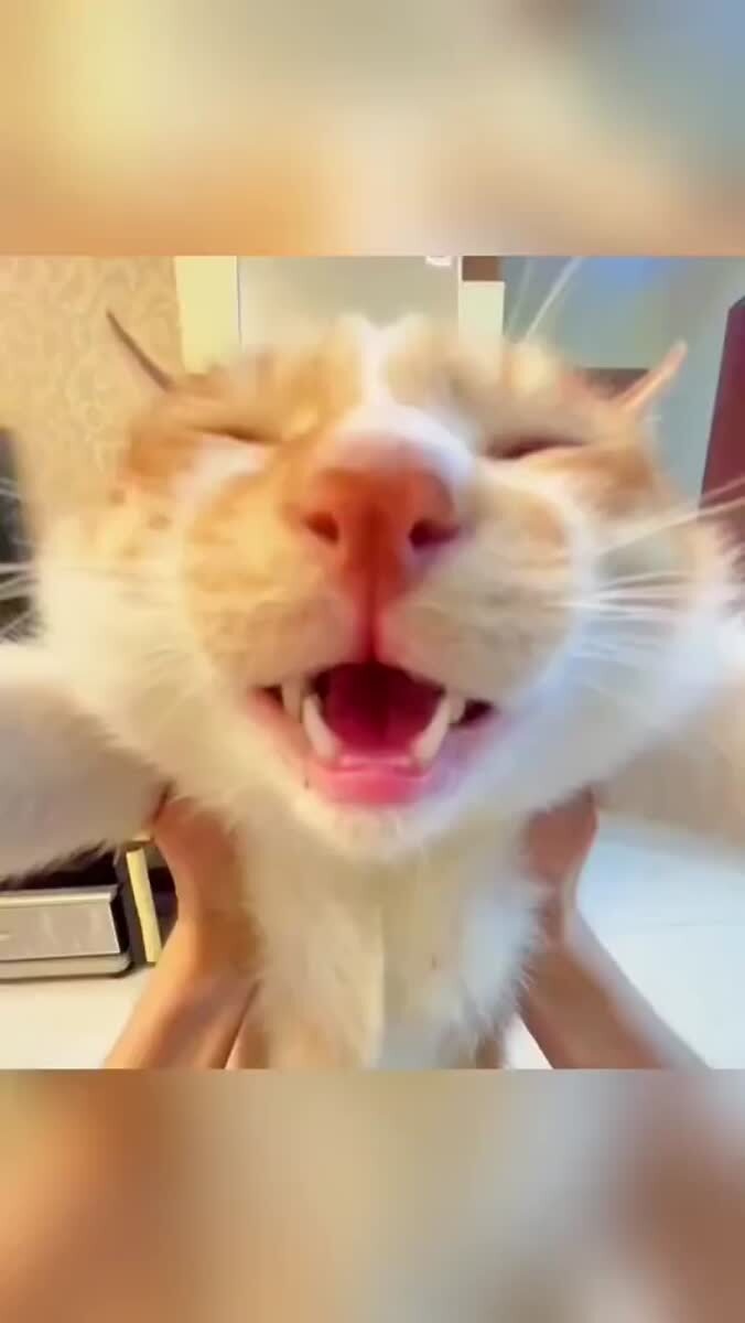 Коты говорят | Healing sounds of cats 😽