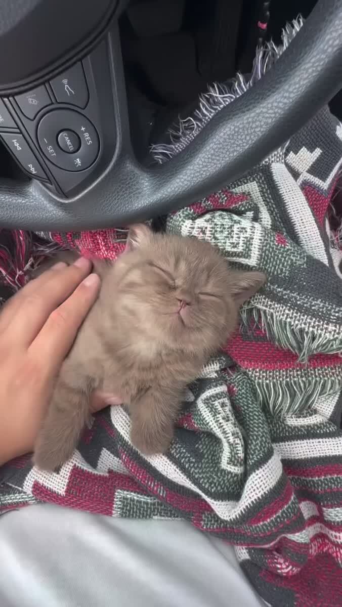 Маленький котенок сладко спит 🐱