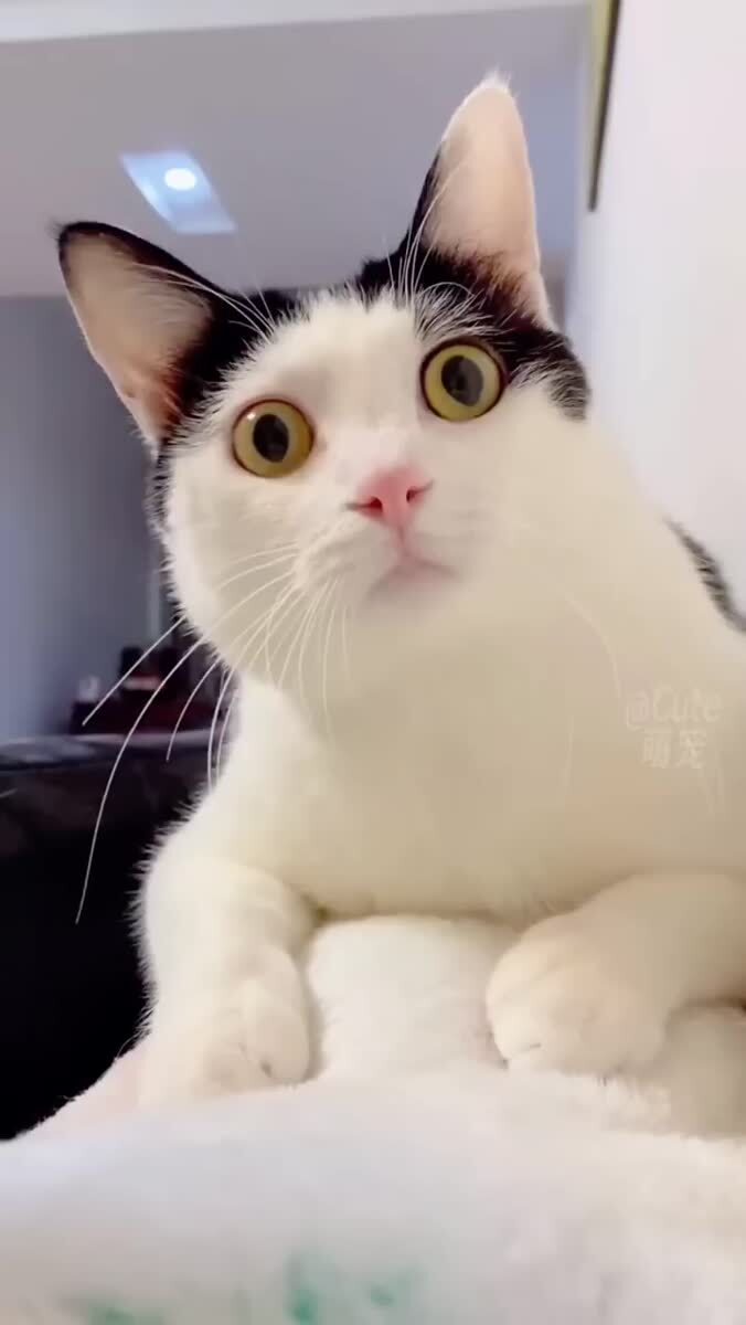 Забавные кошки 😀