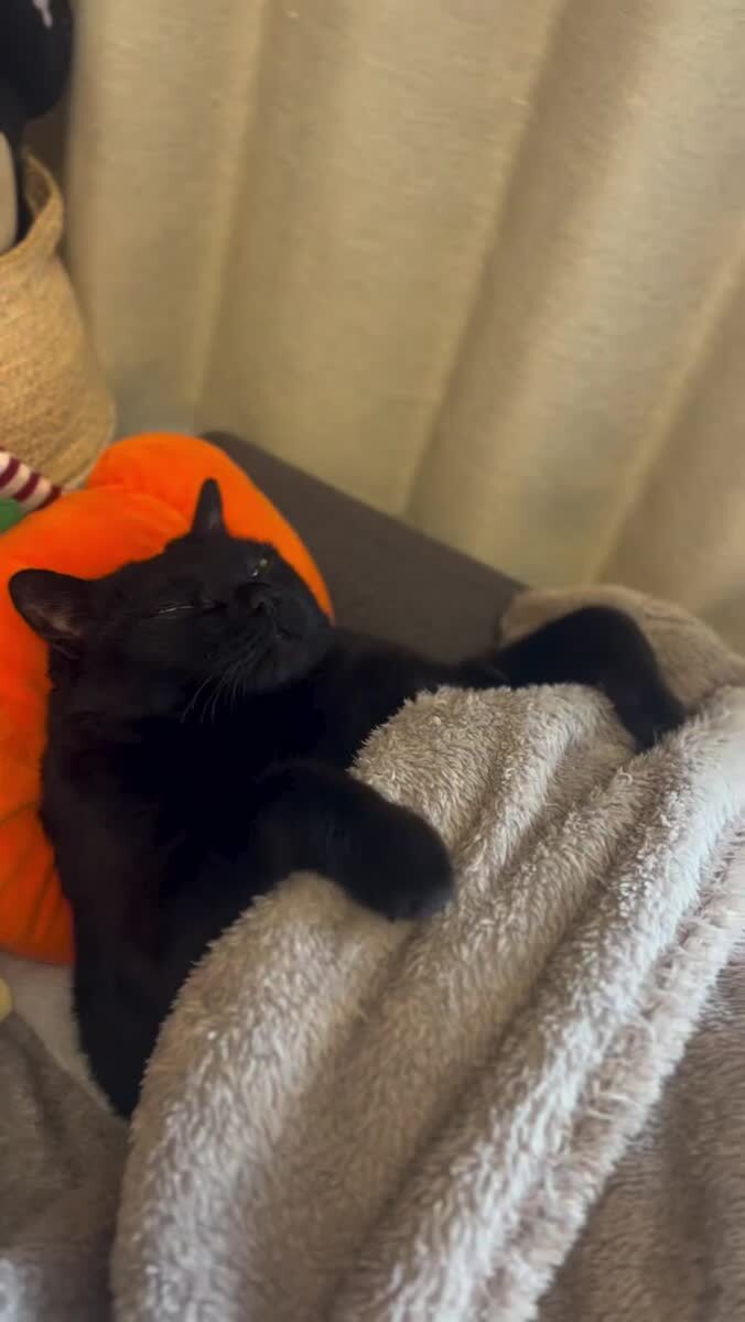 Пробуждения кота
