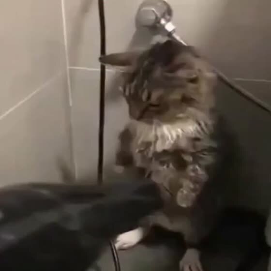 Котик и фен....ЗА чтоооо?!