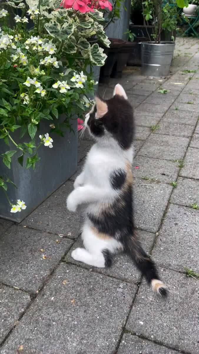 С первым днем весны 💫 Котенок и бабочка 🦋 