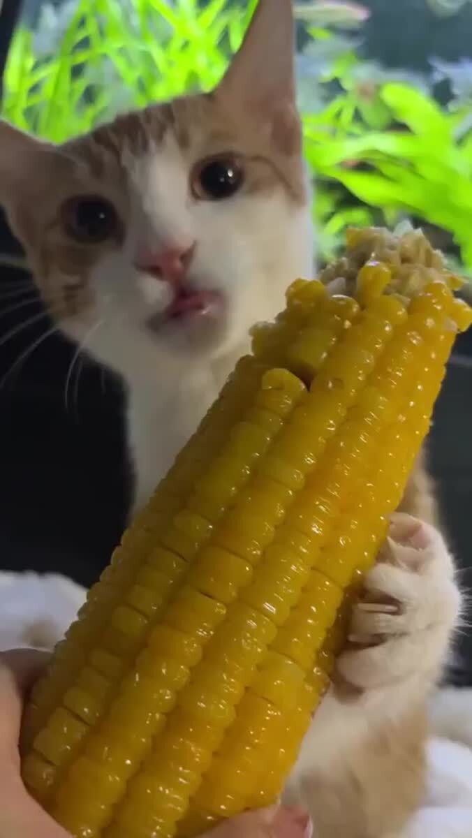 Котик ест кукурузу а ты нет 