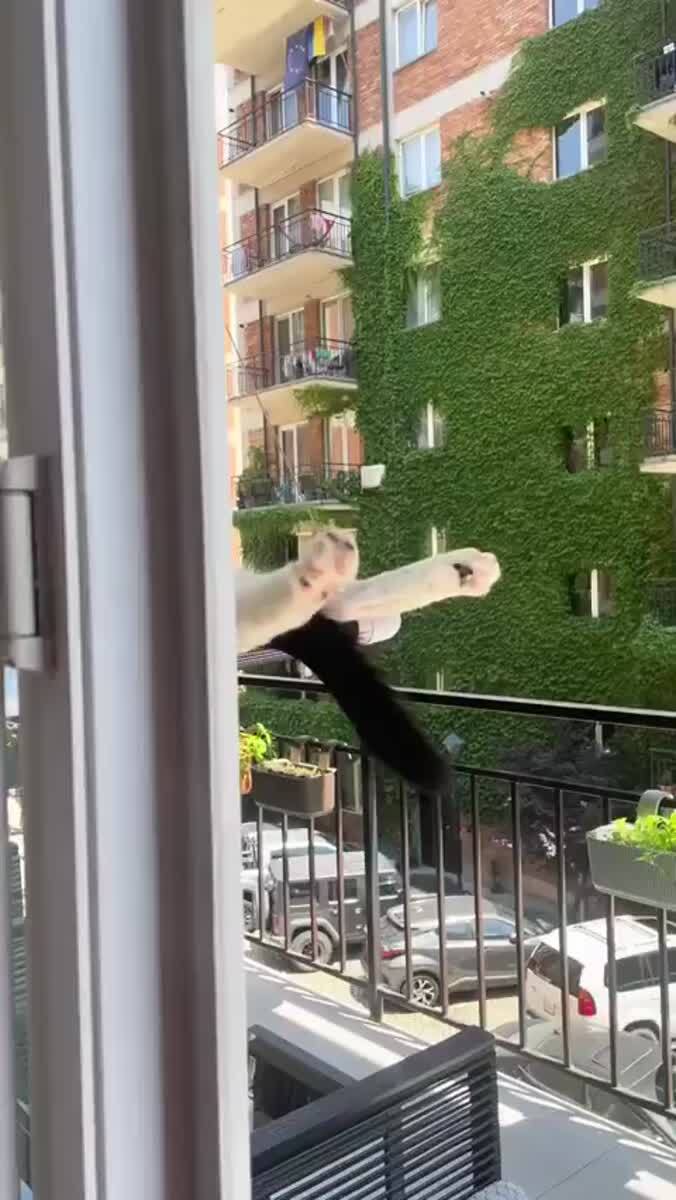Понедельник кота