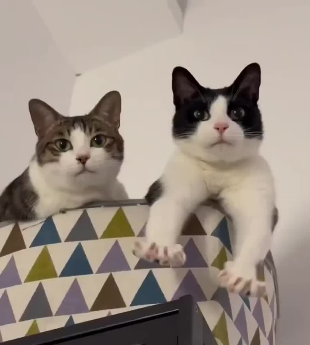 Копирующий кот