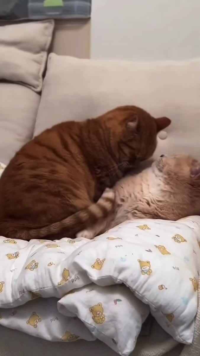 спокойной ночи 😴 