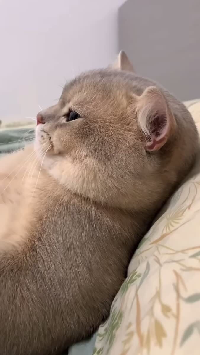 какие красивые глаза у котика 