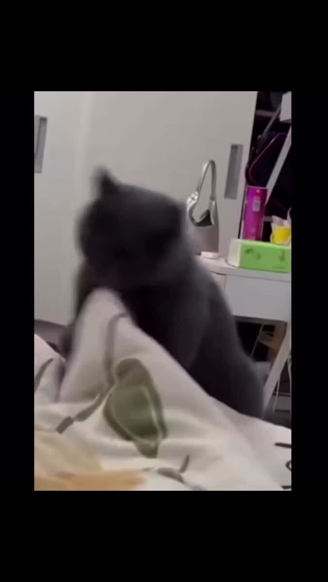 Кото дракула
