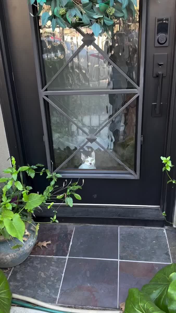 Искажающий кот