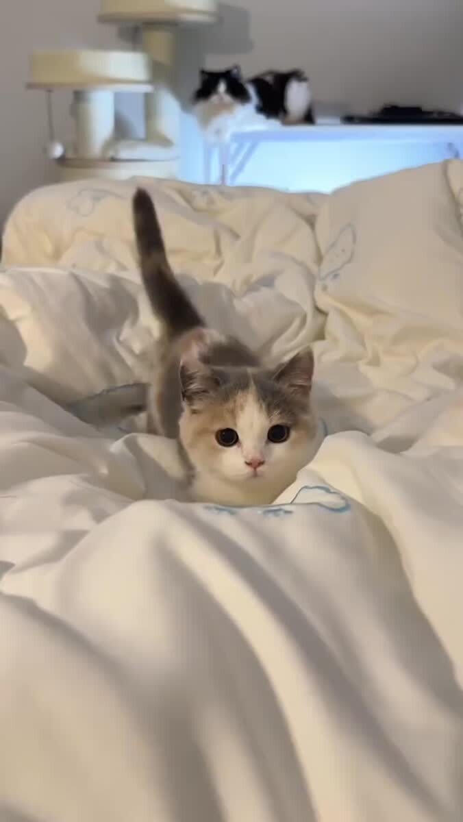 Котики ^^