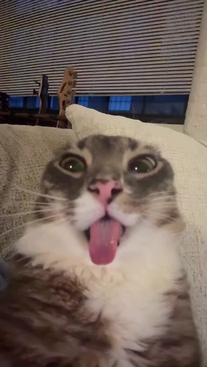С добрым утром 😺