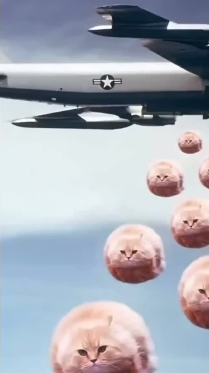 Котобомбы