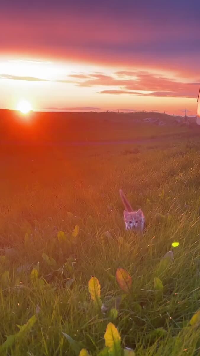 Котик в поле 🌿🌿