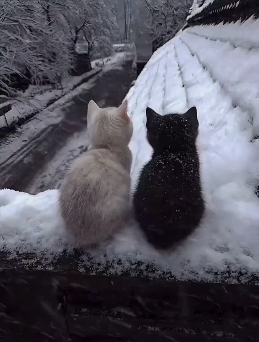 Какие милые :з