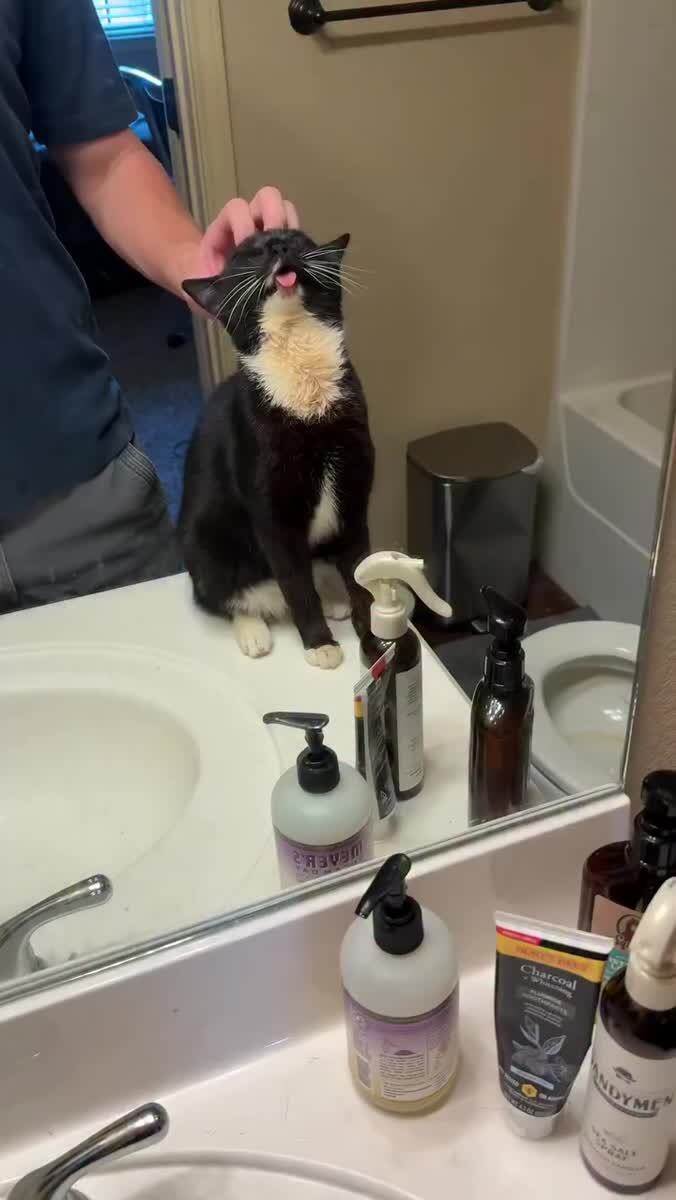 Утренние процедуры кота Феликс