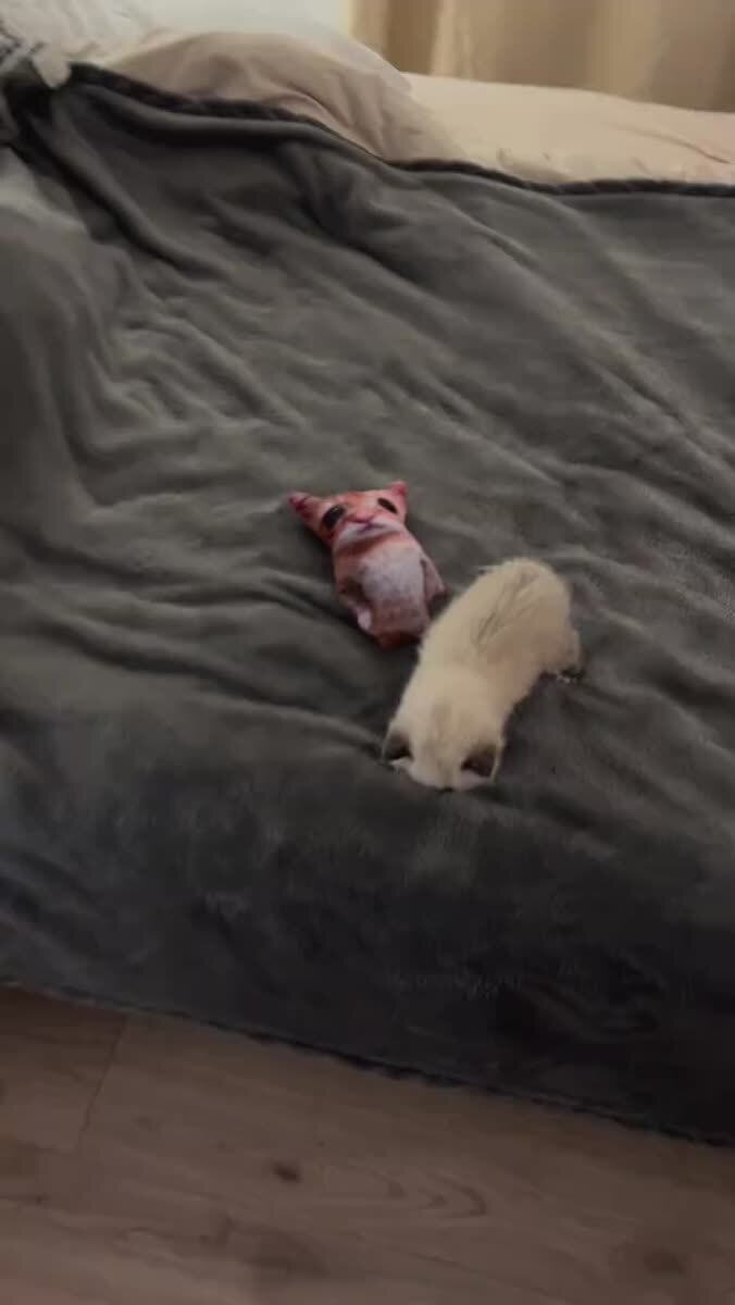 Маленький котенок танцует! 💃🏼 