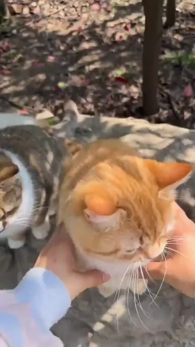 mrrr
