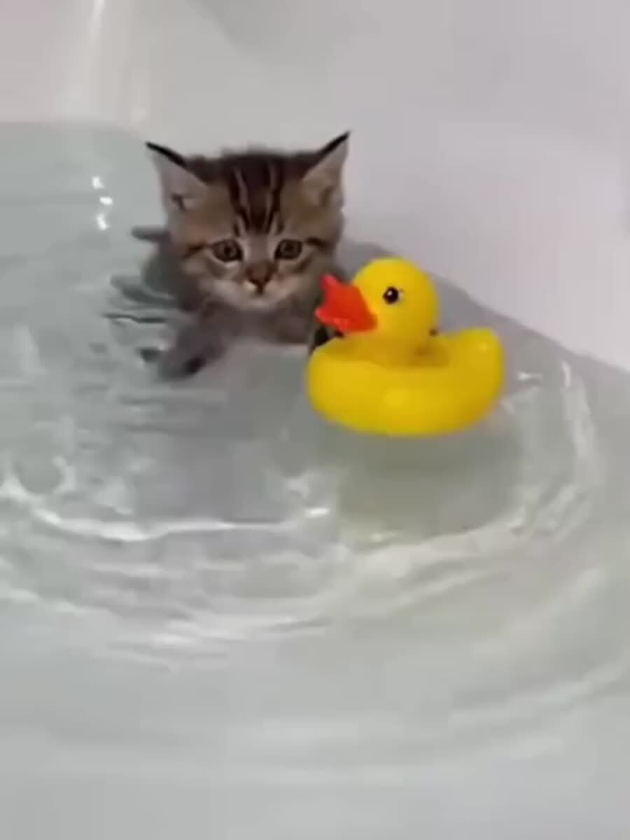 Утренние процедуры настоящих котят