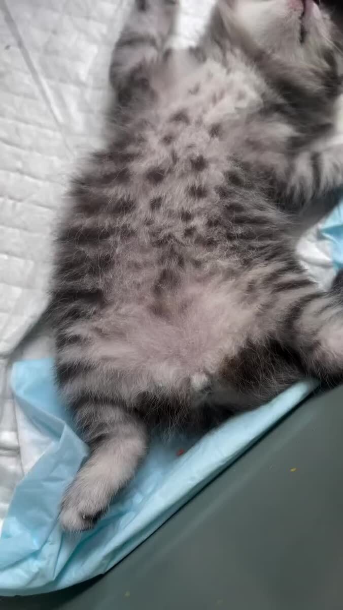 Посмотрите как чудно валяется котенок 😻