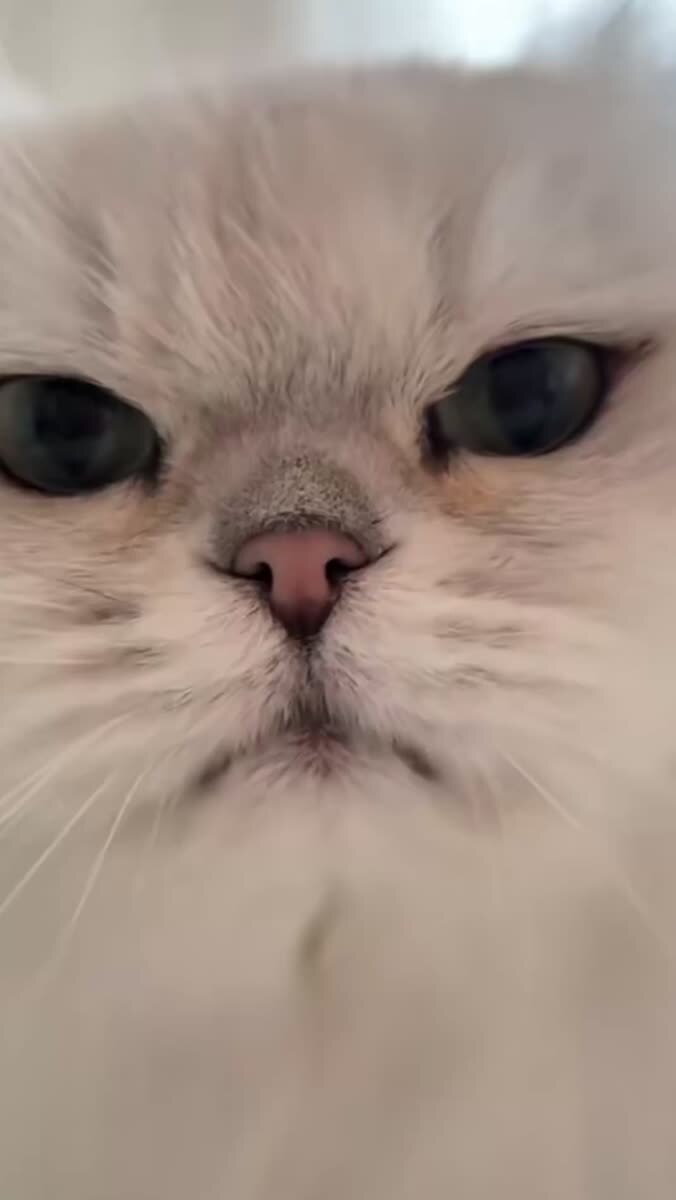 Злой котик