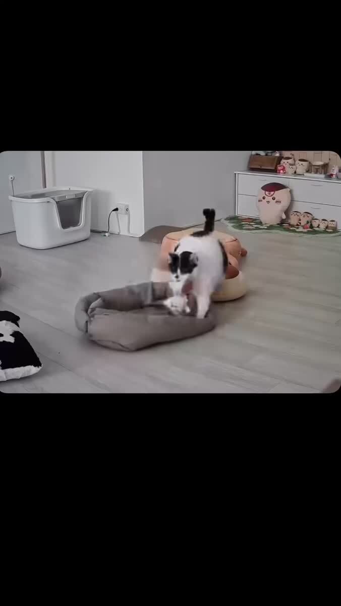 Котик готовится ко сну 