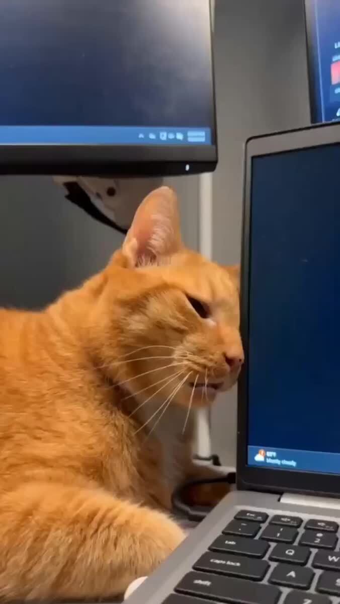 Состояние к вечеру пятницы у моего кота