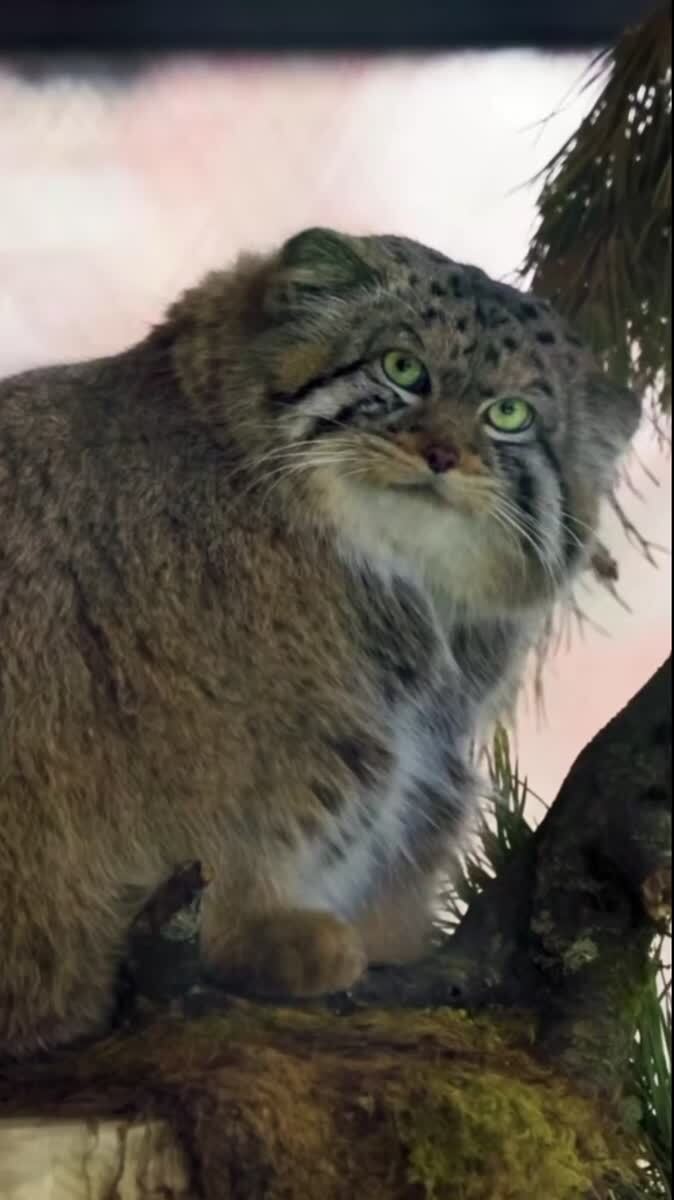 Какой большой кот