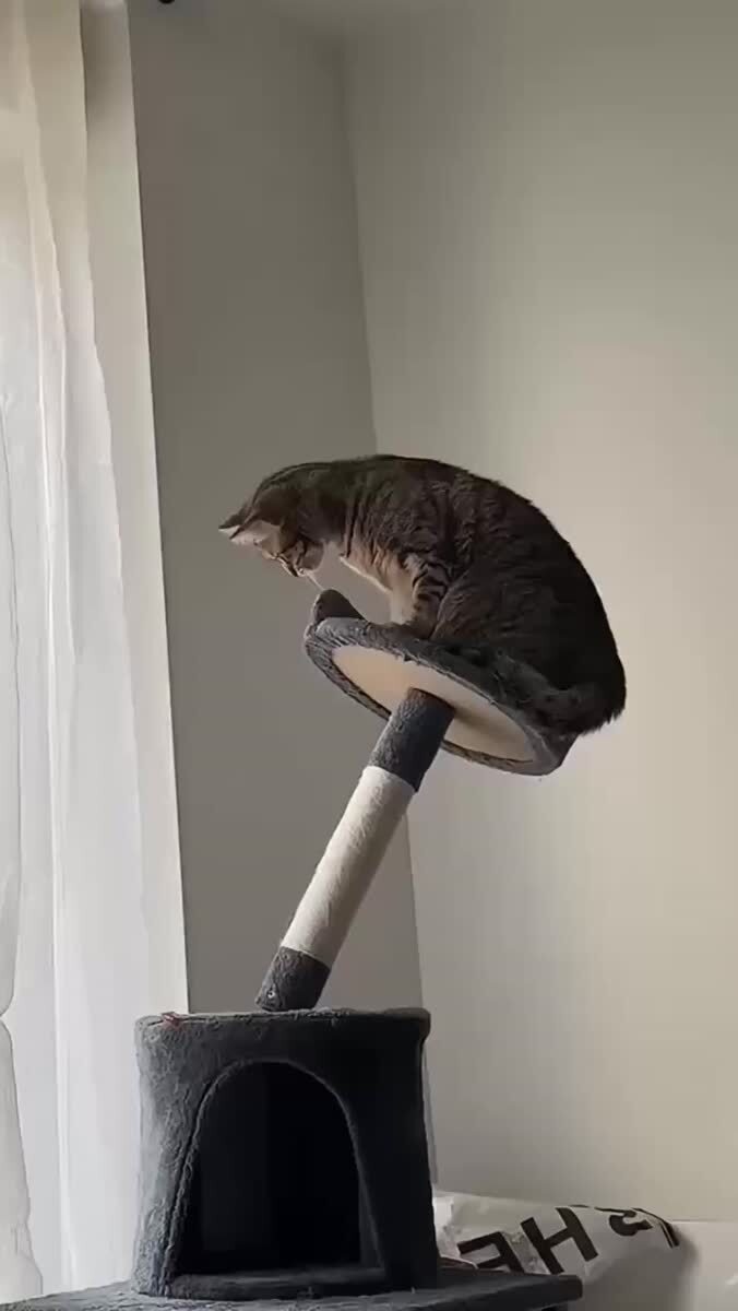 У этого кота что-то пошло не так 