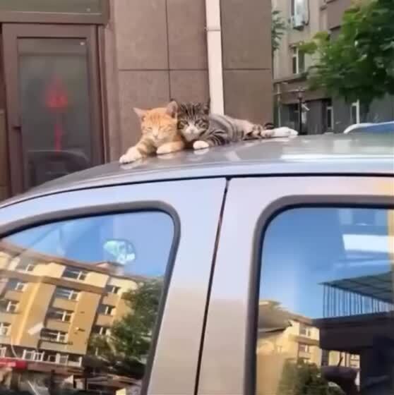Копирующий кот вам в ленту!