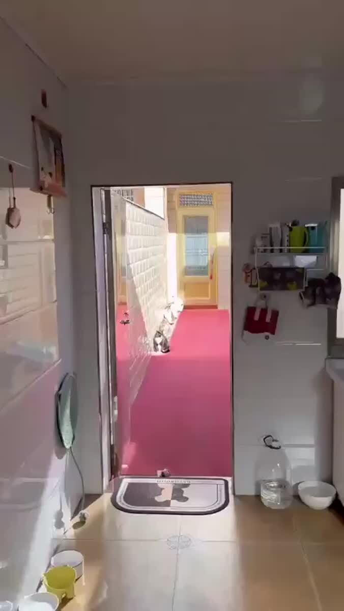 зарядка для котов / cats charger