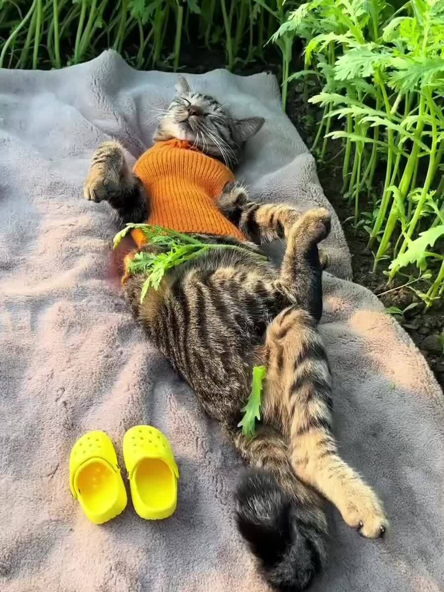 К дачному сезону готов (с) Кот