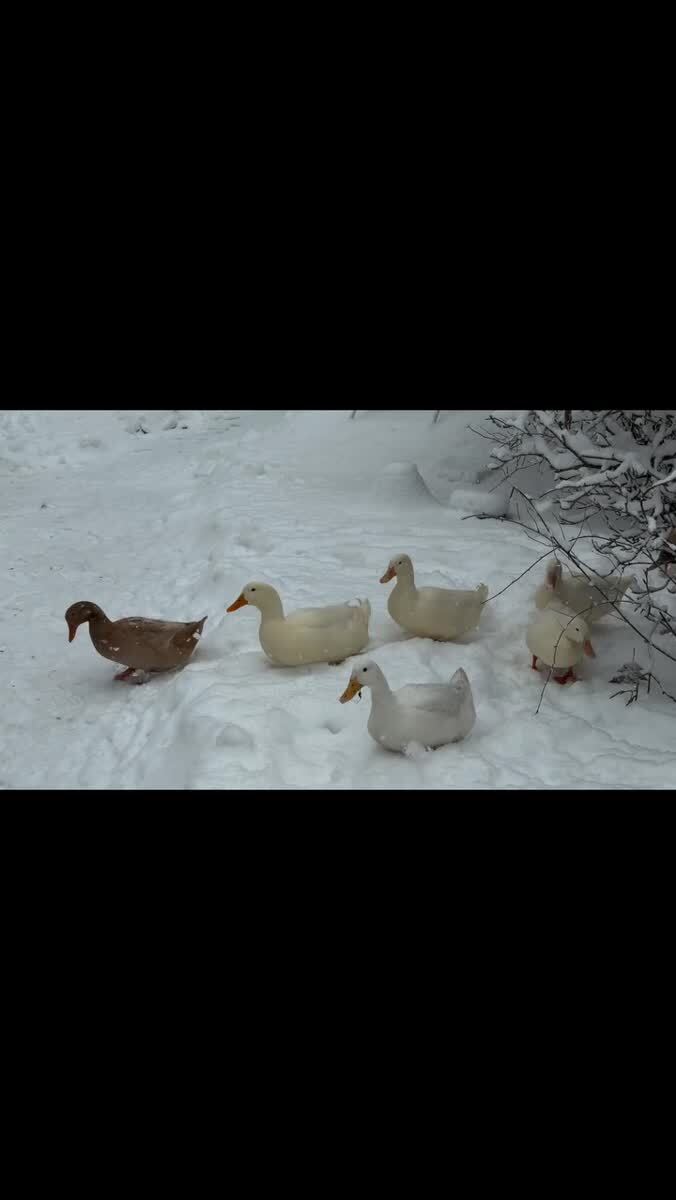 🦆🦆🦆🦆🦆