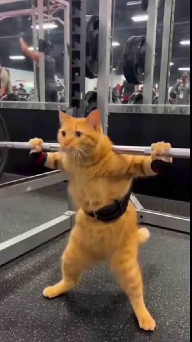 Коты ходят в спортзал уже 