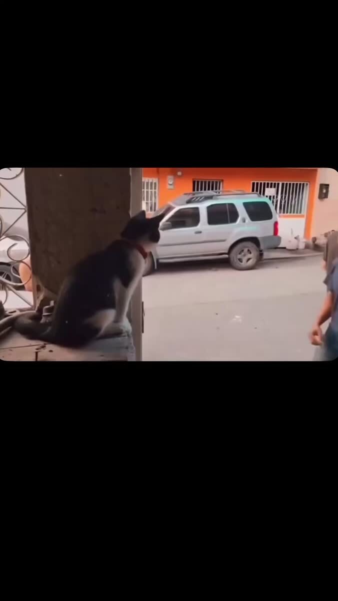 Кот крестный отец