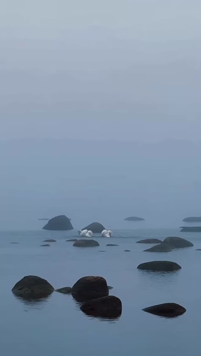 Танец лебедей