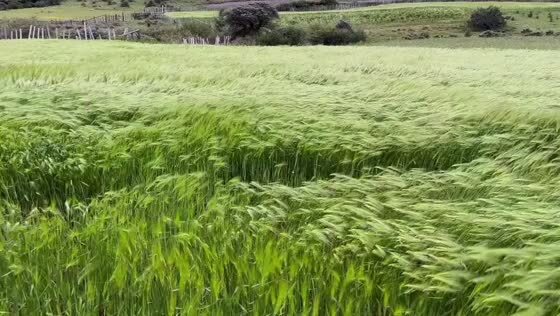 Это же буквально зелёное море! 