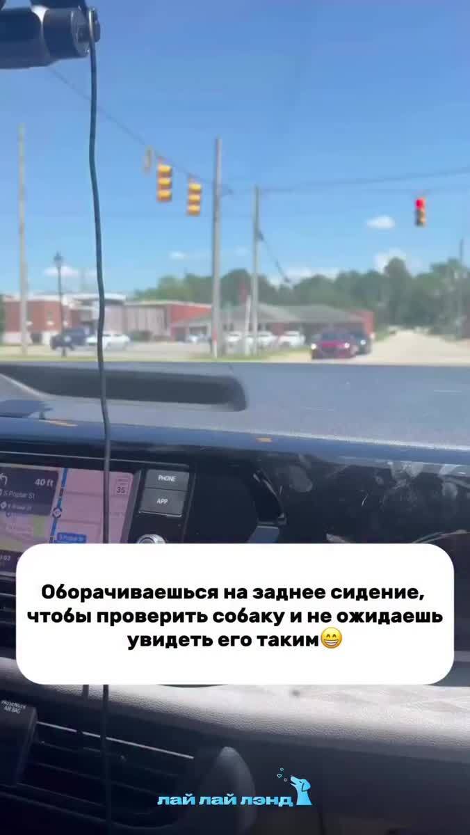 Собакен на заднем сидении