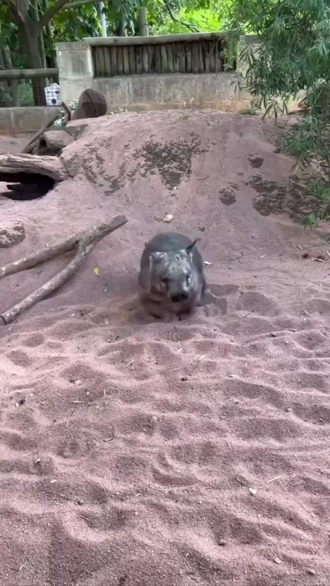 Веселый вомбат