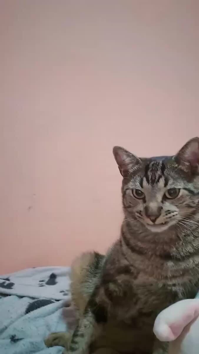 Вампир