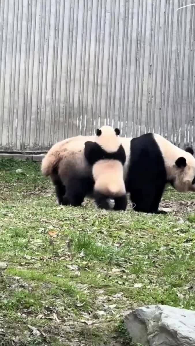 Непоседа 🐼