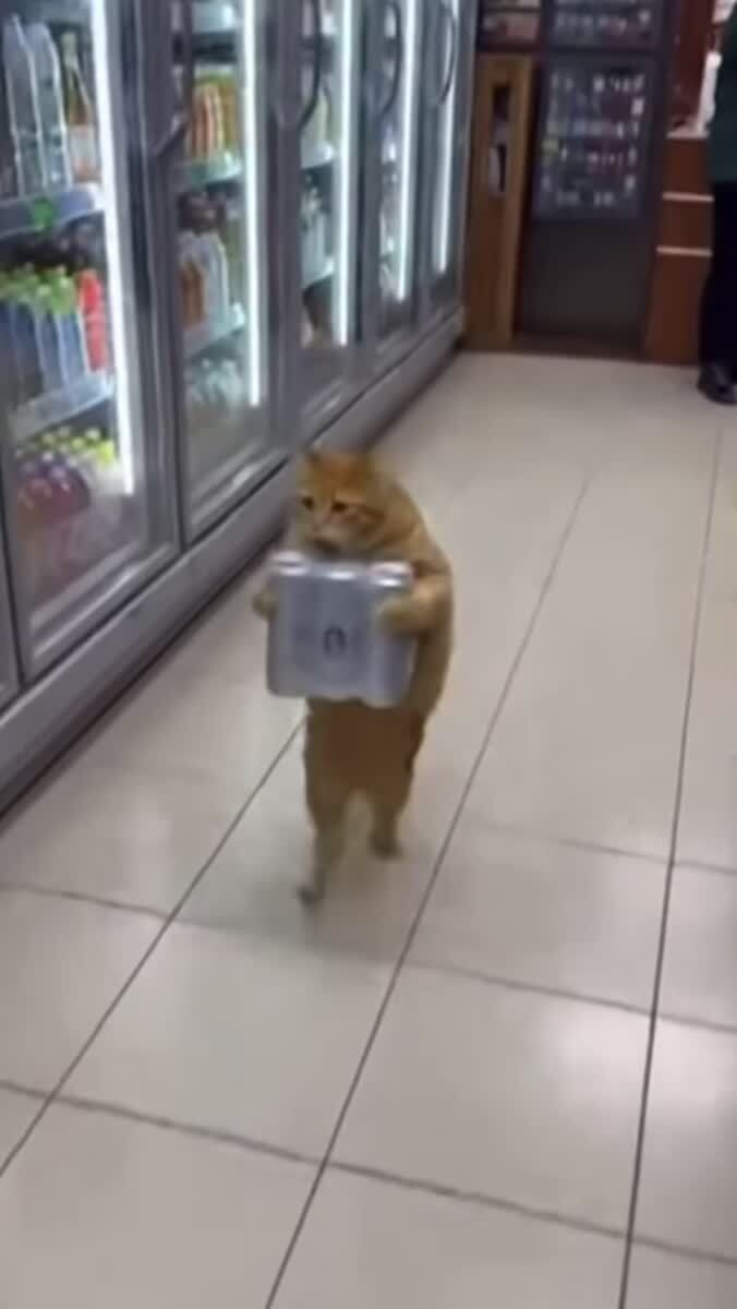 Рыжий вор! 