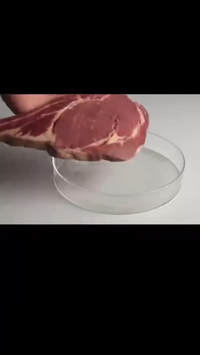 Дикий зверь 