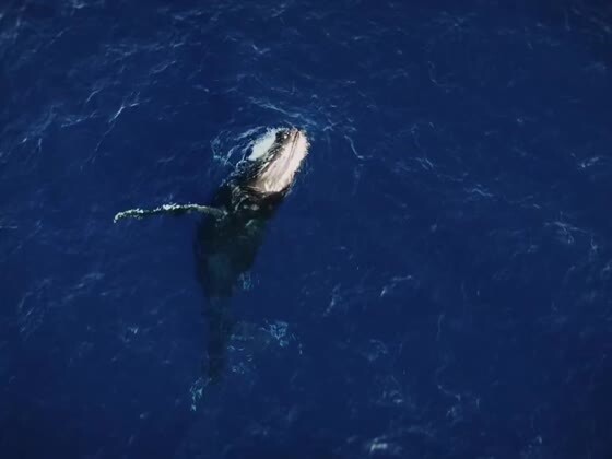 🐳 